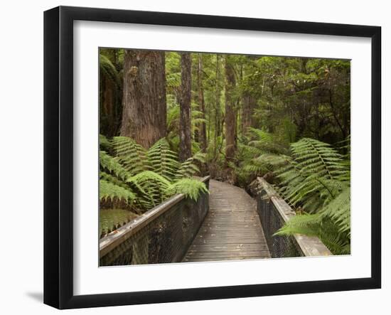 Footpath Through Forest To Newdegate Cave, Hastings Caves State Reserve, Tasmania, Australia-David Wall-Framed Photographic Print