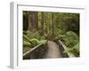 Footpath Through Forest To Newdegate Cave, Hastings Caves State Reserve, Tasmania, Australia-David Wall-Framed Photographic Print