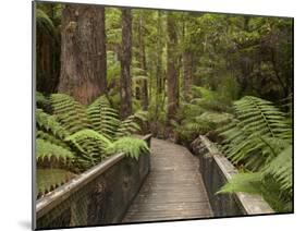 Footpath Through Forest To Newdegate Cave, Hastings Caves State Reserve, Tasmania, Australia-David Wall-Mounted Photographic Print