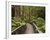 Footpath Through Forest To Newdegate Cave, Hastings Caves State Reserve, Tasmania, Australia-David Wall-Framed Photographic Print