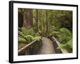 Footpath Through Forest To Newdegate Cave, Hastings Caves State Reserve, Tasmania, Australia-David Wall-Framed Photographic Print