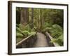 Footpath Through Forest To Newdegate Cave, Hastings Caves State Reserve, Tasmania, Australia-David Wall-Framed Photographic Print