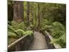 Footpath Through Forest To Newdegate Cave, Hastings Caves State Reserve, Tasmania, Australia-David Wall-Mounted Photographic Print