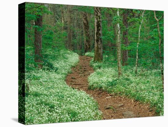 Footpath through Fringed Phacelia Flowers, Great Smoky Mountains National Park, Tennessee, USA-Adam Jones-Stretched Canvas