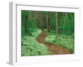 Footpath through Fringed Phacelia Flowers, Great Smoky Mountains National Park, Tennessee, USA-Adam Jones-Framed Premium Photographic Print