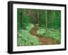 Footpath through Fringed Phacelia Flowers, Great Smoky Mountains National Park, Tennessee, USA-Adam Jones-Framed Photographic Print