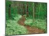 Footpath through Fringed Phacelia Flowers, Great Smoky Mountains National Park, Tennessee, USA-Adam Jones-Mounted Photographic Print