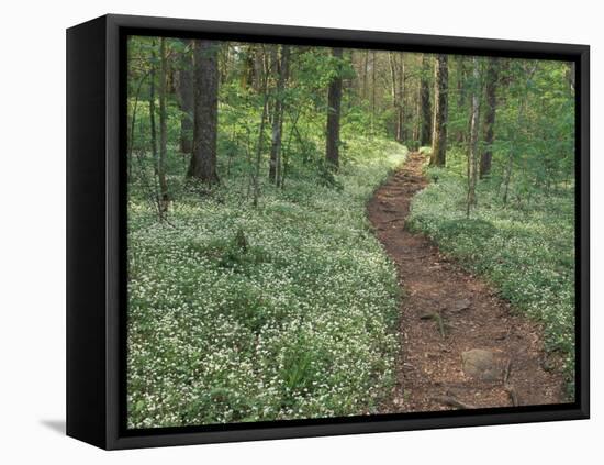 Footpath through Fringed Phacelia Flowers, Great Smoky Mountains National Park, Tennessee, USA-Adam Jones-Framed Stretched Canvas