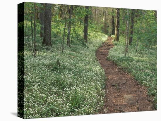 Footpath through Fringed Phacelia Flowers, Great Smoky Mountains National Park, Tennessee, USA-Adam Jones-Stretched Canvas