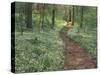 Footpath through Fringed Phacelia Flowers, Great Smoky Mountains National Park, Tennessee, USA-Adam Jones-Stretched Canvas