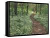 Footpath through Fringed Phacelia Flowers, Great Smoky Mountains National Park, Tennessee, USA-Adam Jones-Framed Stretched Canvas