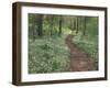 Footpath through Fringed Phacelia Flowers, Great Smoky Mountains National Park, Tennessee, USA-Adam Jones-Framed Photographic Print