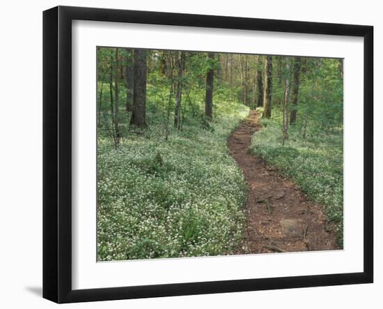 Footpath through Fringed Phacelia Flowers, Great Smoky Mountains National Park, Tennessee, USA-Adam Jones-Framed Photographic Print