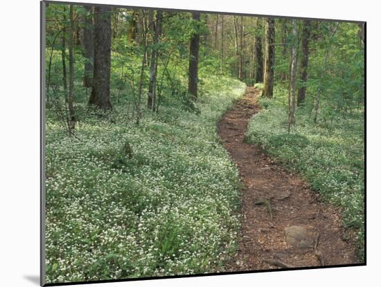 Footpath through Fringed Phacelia Flowers, Great Smoky Mountains National Park, Tennessee, USA-Adam Jones-Mounted Photographic Print
