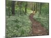 Footpath through Fringed Phacelia Flowers, Great Smoky Mountains National Park, Tennessee, USA-Adam Jones-Mounted Photographic Print