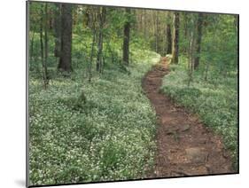 Footpath through Fringed Phacelia Flowers, Great Smoky Mountains National Park, Tennessee, USA-Adam Jones-Mounted Photographic Print