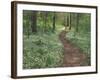 Footpath through Fringed Phacelia Flowers, Great Smoky Mountains National Park, Tennessee, USA-Adam Jones-Framed Photographic Print