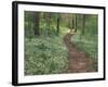 Footpath through Fringed Phacelia Flowers, Great Smoky Mountains National Park, Tennessee, USA-Adam Jones-Framed Photographic Print