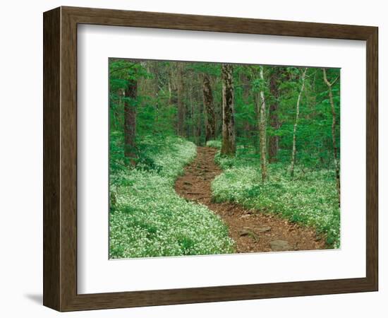 Footpath through Fringed Phacelia Flowers, Great Smoky Mountains National Park, Tennessee, USA-Adam Jones-Framed Photographic Print