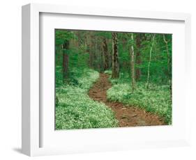 Footpath through Fringed Phacelia Flowers, Great Smoky Mountains National Park, Tennessee, USA-Adam Jones-Framed Photographic Print