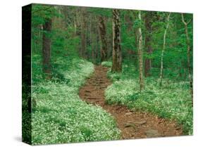 Footpath through Fringed Phacelia Flowers, Great Smoky Mountains National Park, Tennessee, USA-Adam Jones-Stretched Canvas