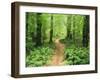 Footpath Through Myrtle Beech Trees in the Temperate Rainforest, Australia, Pacific-Jochen Schlenker-Framed Photographic Print