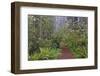 Footpath through Redwood trees and Pacific Rhododendron in fog, Redwood NP, CA, Damnation trail.-Adam Jones-Framed Photographic Print