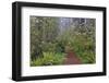 Footpath through Redwood trees and Pacific Rhododendron in fog, Redwood NP, CA, Damnation trail.-Adam Jones-Framed Photographic Print