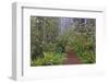 Footpath through Redwood trees and Pacific Rhododendron in fog, Redwood NP, CA, Damnation trail.-Adam Jones-Framed Photographic Print