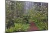 Footpath through Redwood trees and Pacific Rhododendron in fog, Redwood NP, CA, Damnation trail.-Adam Jones-Mounted Photographic Print