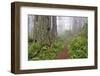 Footpath through Redwood trees and Pacific Rhododendron in fog, Redwood NP, CA, Damnation trail.-Adam Jones-Framed Photographic Print