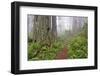 Footpath through Redwood trees and Pacific Rhododendron in fog, Redwood NP, CA, Damnation trail.-Adam Jones-Framed Photographic Print