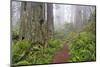 Footpath through Redwood trees and Pacific Rhododendron in fog, Redwood NP, CA, Damnation trail.-Adam Jones-Mounted Photographic Print