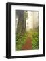 Footpath through Redwood trees and Pacific Rhododendron in fog, Redwood NP, CA, Damnation trail.-Adam Jones-Framed Photographic Print