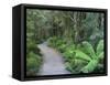 Footpath Through Temperate Rainforest, Nelson River, Tasmania, Australia, Pacific-Jochen Schlenker-Framed Stretched Canvas