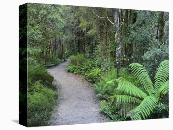 Footpath Through Temperate Rainforest, Nelson River, Tasmania, Australia, Pacific-Jochen Schlenker-Stretched Canvas
