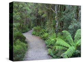 Footpath Through Temperate Rainforest, Nelson River, Tasmania, Australia, Pacific-Jochen Schlenker-Stretched Canvas