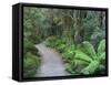 Footpath Through Temperate Rainforest, Nelson River, Tasmania, Australia, Pacific-Jochen Schlenker-Framed Stretched Canvas