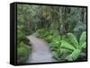 Footpath Through Temperate Rainforest, Nelson River, Tasmania, Australia, Pacific-Jochen Schlenker-Framed Stretched Canvas