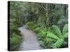 Footpath Through Temperate Rainforest, Nelson River, Tasmania, Australia, Pacific-Jochen Schlenker-Stretched Canvas