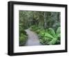 Footpath Through Temperate Rainforest, Nelson River, Tasmania, Australia, Pacific-Jochen Schlenker-Framed Photographic Print