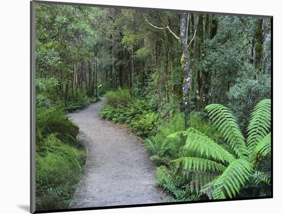 Footpath Through Temperate Rainforest, Nelson River, Tasmania, Australia, Pacific-Jochen Schlenker-Mounted Photographic Print