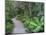 Footpath Through Temperate Rainforest, Nelson River, Tasmania, Australia, Pacific-Jochen Schlenker-Mounted Photographic Print