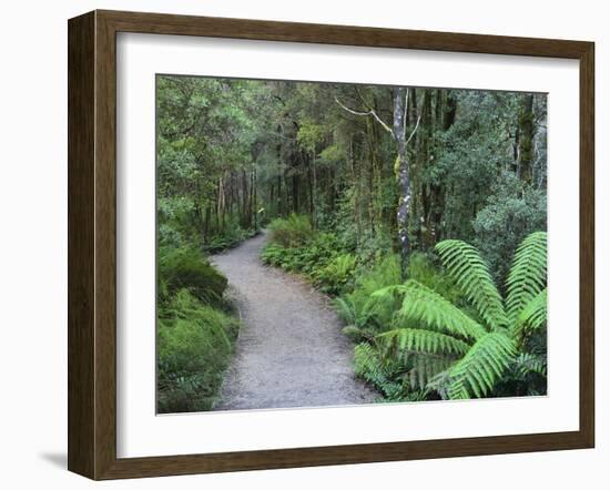 Footpath Through Temperate Rainforest, Nelson River, Tasmania, Australia, Pacific-Jochen Schlenker-Framed Photographic Print