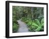 Footpath Through Temperate Rainforest, Nelson River, Tasmania, Australia, Pacific-Jochen Schlenker-Framed Photographic Print