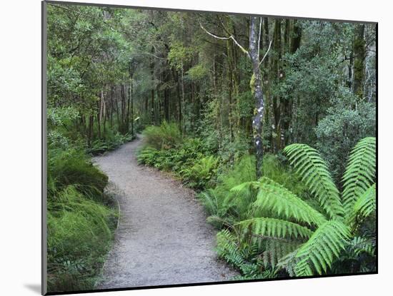 Footpath Through Temperate Rainforest, Nelson River, Tasmania, Australia, Pacific-Jochen Schlenker-Mounted Photographic Print