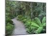 Footpath Through Temperate Rainforest, Nelson River, Tasmania, Australia, Pacific-Jochen Schlenker-Mounted Photographic Print