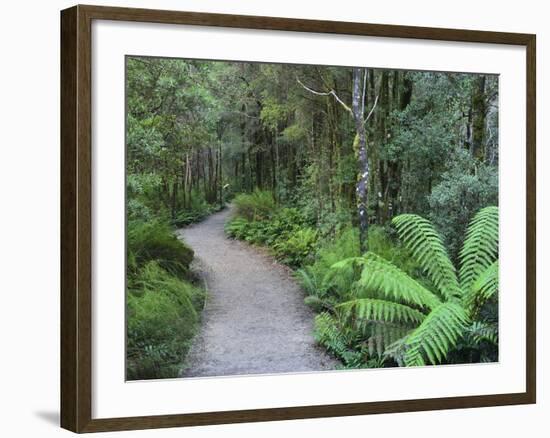 Footpath Through Temperate Rainforest, Nelson River, Tasmania, Australia, Pacific-Jochen Schlenker-Framed Photographic Print