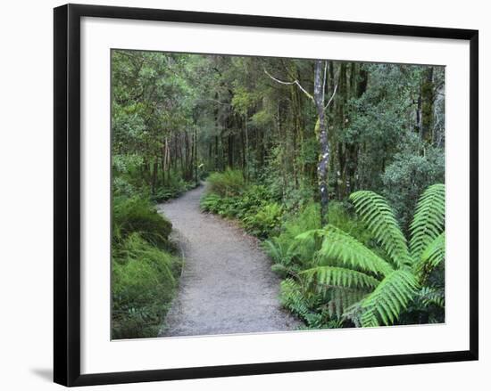 Footpath Through Temperate Rainforest, Nelson River, Tasmania, Australia, Pacific-Jochen Schlenker-Framed Photographic Print