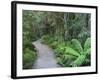 Footpath Through Temperate Rainforest, Nelson River, Tasmania, Australia, Pacific-Jochen Schlenker-Framed Photographic Print